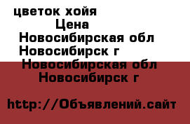 цветок хойя  dapple grey › Цена ­ 150 - Новосибирская обл., Новосибирск г.  »    . Новосибирская обл.,Новосибирск г.